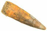 Fossil Spinosaurus Tooth - Real Dinosaur Tooth #297339-1